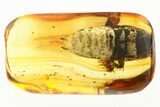 Detailed Fossil Cockroach (Blattodea) In Baltic Amber - Rare! #284652-1
